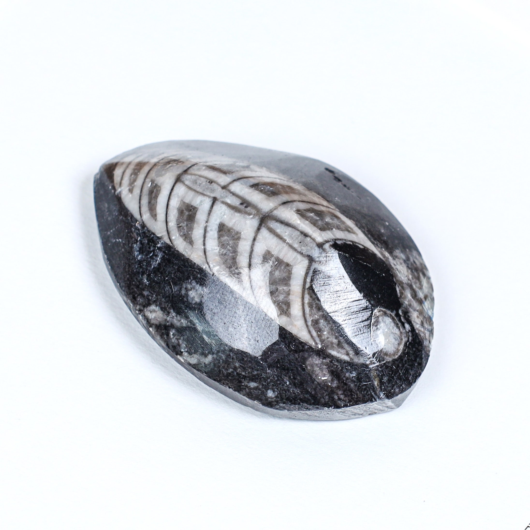 2 Inch Orthoceras Pear Drop Fossil In Box Frame (Orthoceras sp)