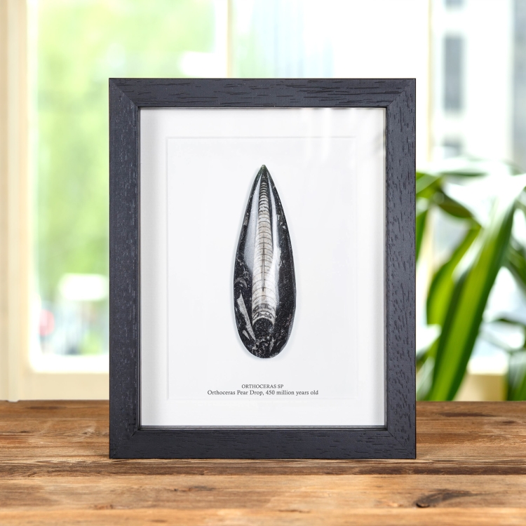 4 Inch Orthoceras Pear Drop Fossil In Box Frame (Orthoceras sp)