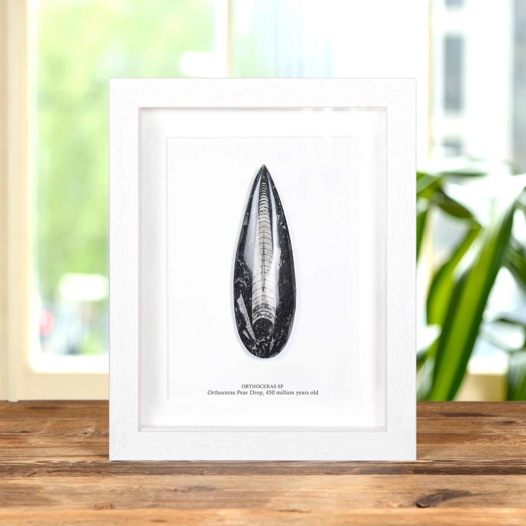 4 Inch Orthoceras Pear Drop Fossil In Box Frame (Orthoceras sp)