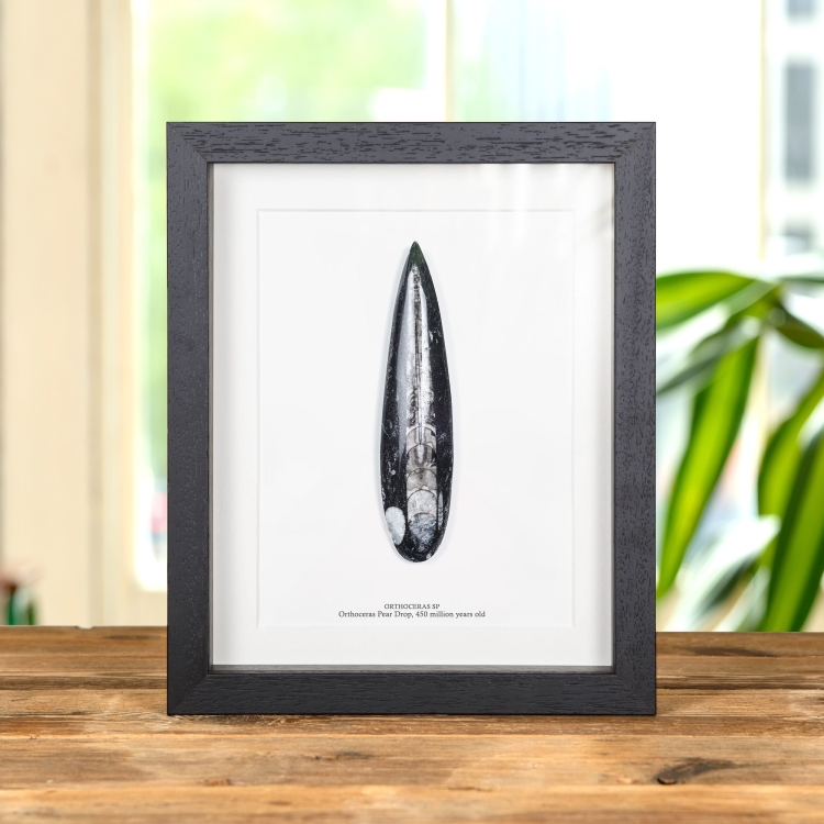 5 Inch Orthoceras Pear Drop Fossil In Box Frame (Orthoceras sp)