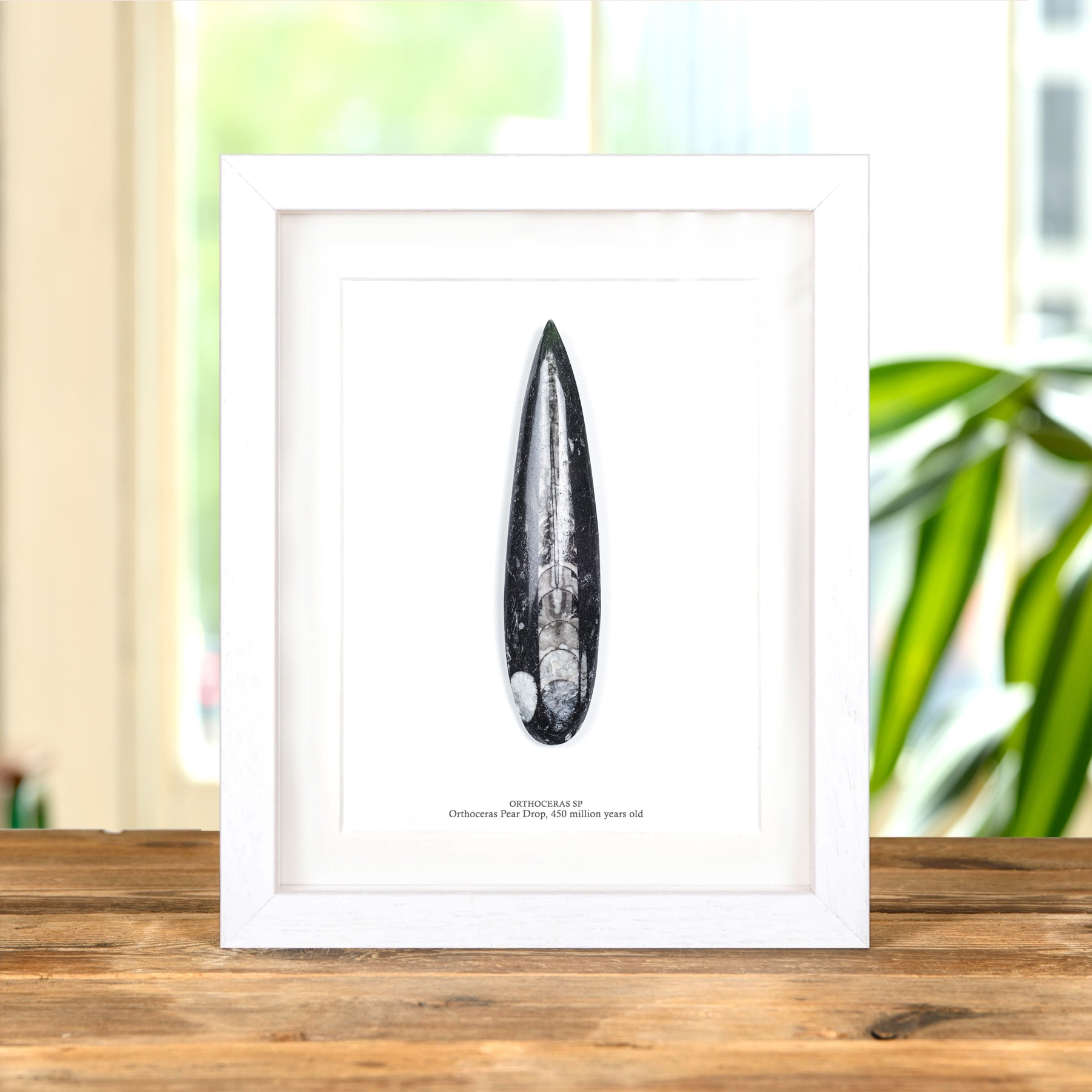 5 Inch Orthoceras Pear Drop Fossil In Box Frame (Orthoceras sp)