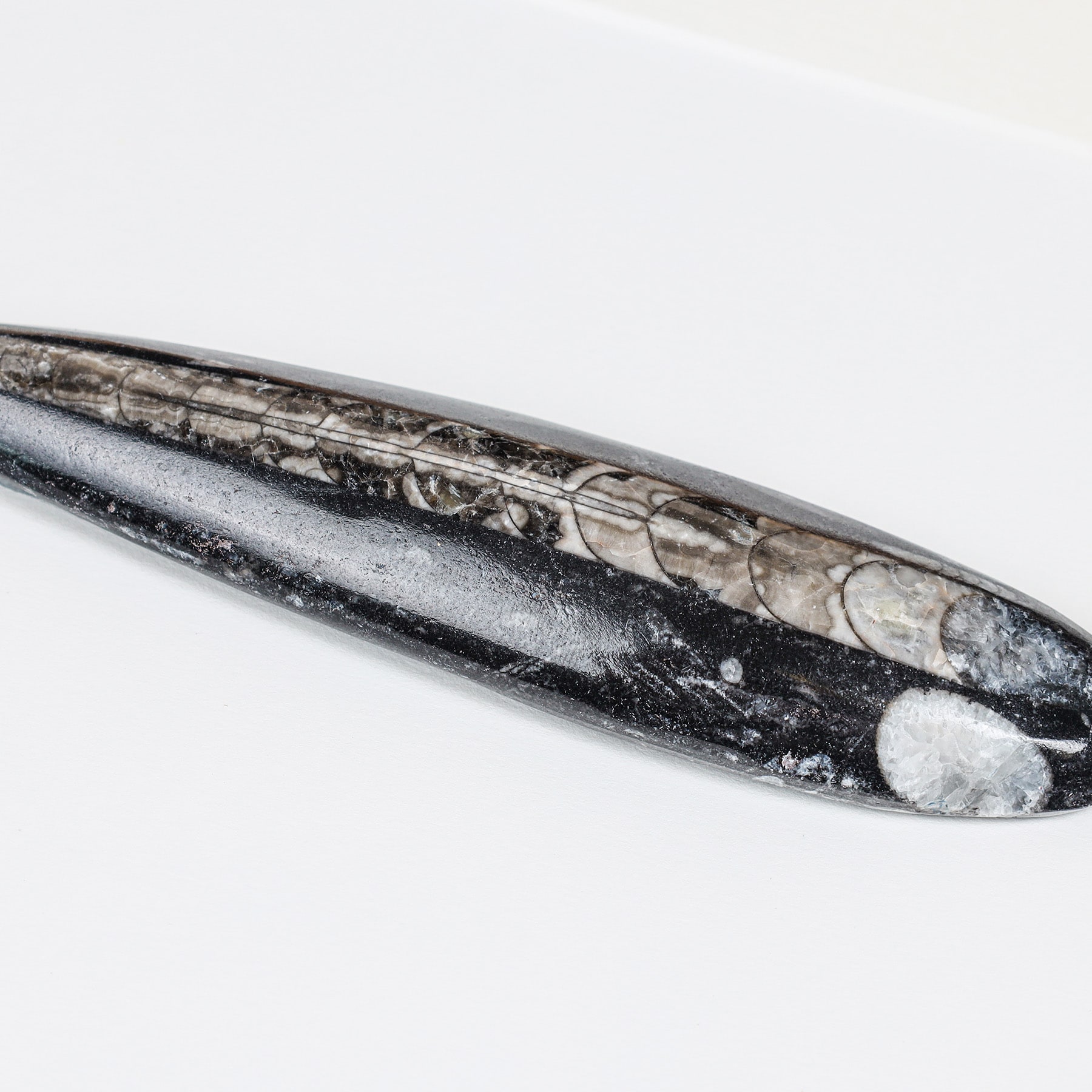 5 Inch Orthoceras Pear Drop Fossil In Box Frame (Orthoceras sp)