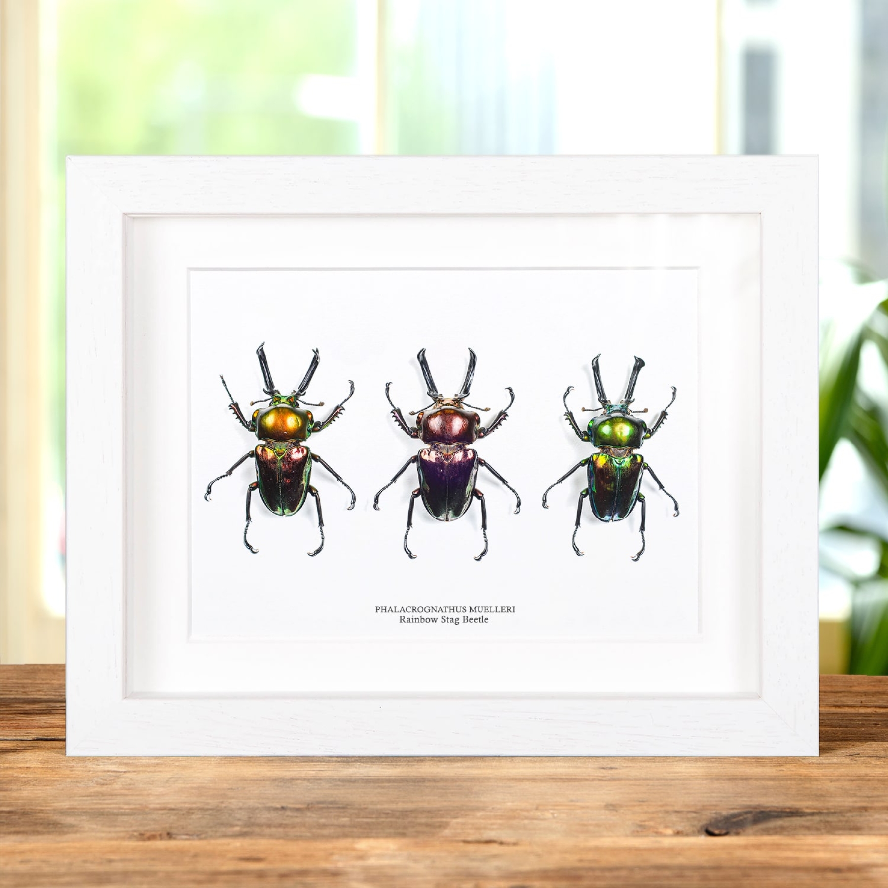 Rainbow Stag Beetle Trio In Box Frame (Phalacrognathus muelleri) Minibeast Rainbow Stag Beetle Trio In Box Frame (Phalacrognathus muelleri)