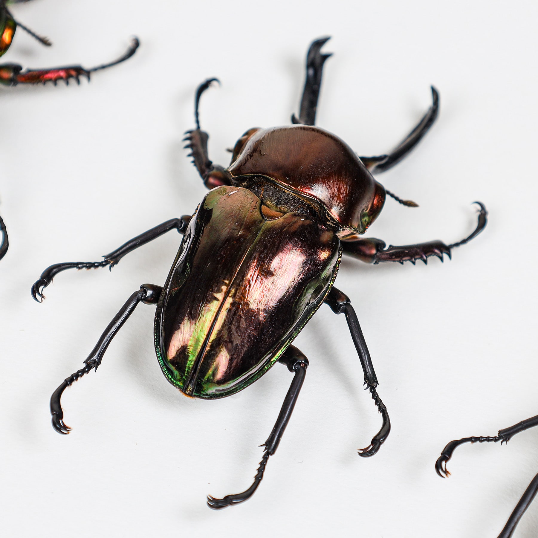 Rainbow Stag Beetle Trio In Box Frame (Phalacrognathus muelleri) Minibeast Rainbow Stag Beetle Trio In Box Frame (Phalacrognathus muelleri)