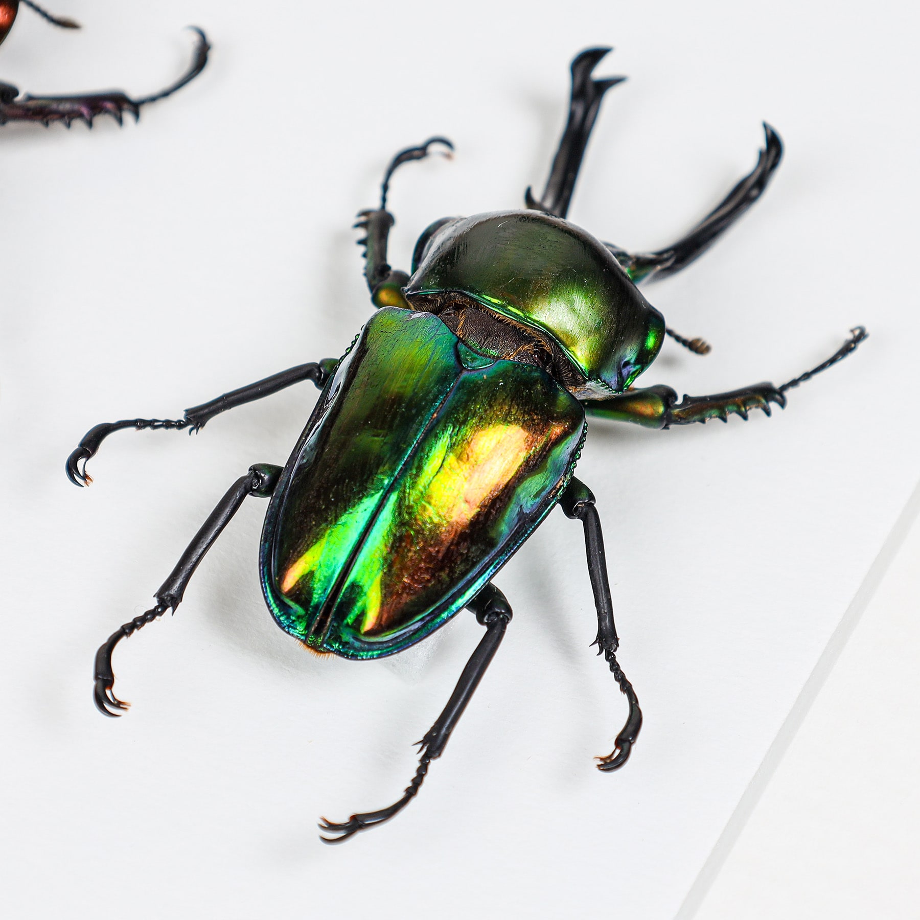 Rainbow Stag Beetle Trio In Box Frame (Phalacrognathus muelleri) Minibeast Rainbow Stag Beetle Trio In Box Frame (Phalacrognathus muelleri)