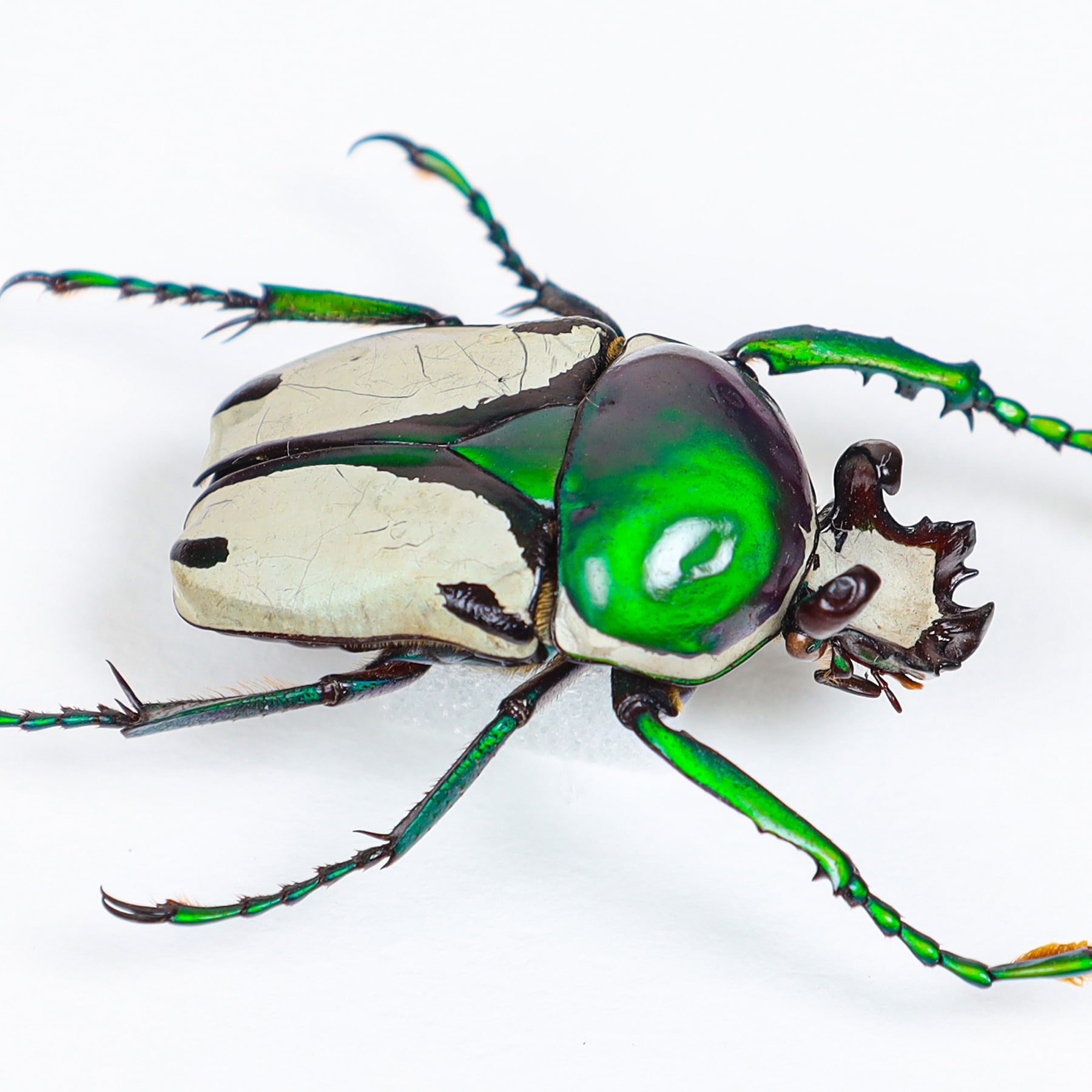 Green Flower Beetle In Box Frame (Ranzania bertolonii)