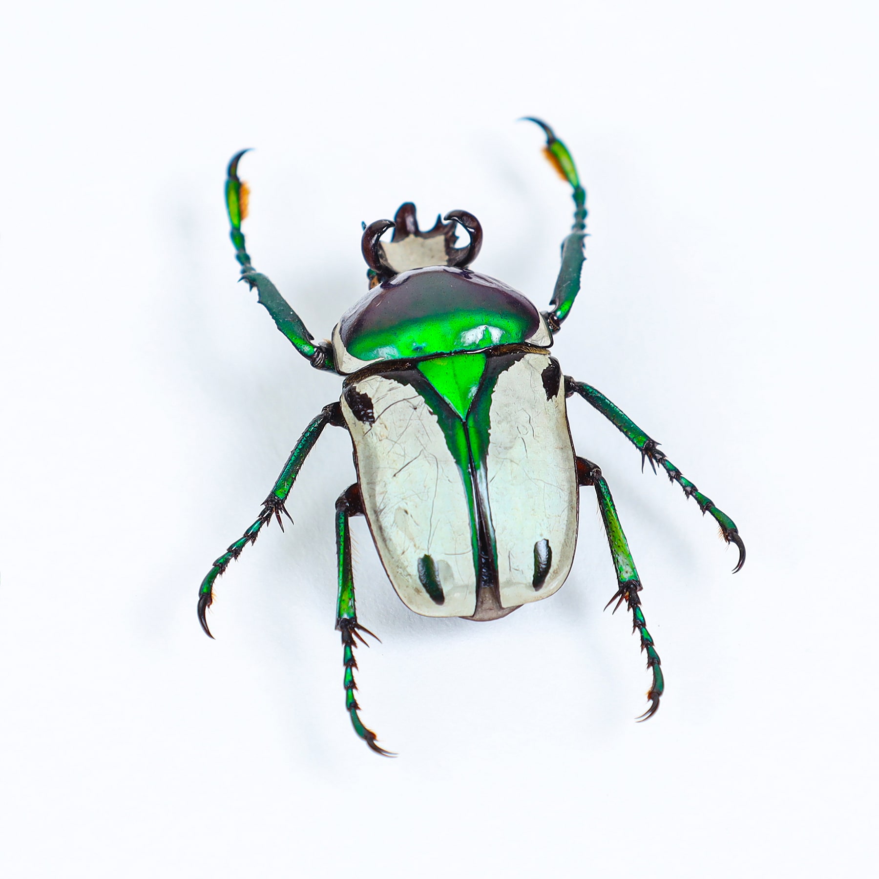 Green Flower Beetle In Box Frame (Ranzania bertolonii)