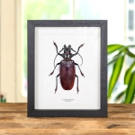 Minibeast Titan Beetle In Box Frame (Titanus giganteus)