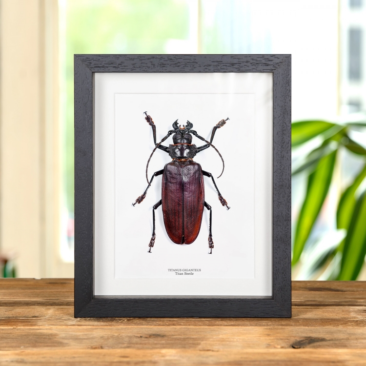World's Largest Beetle. Titan Beetle In Box Frame (Titanus giganteus)