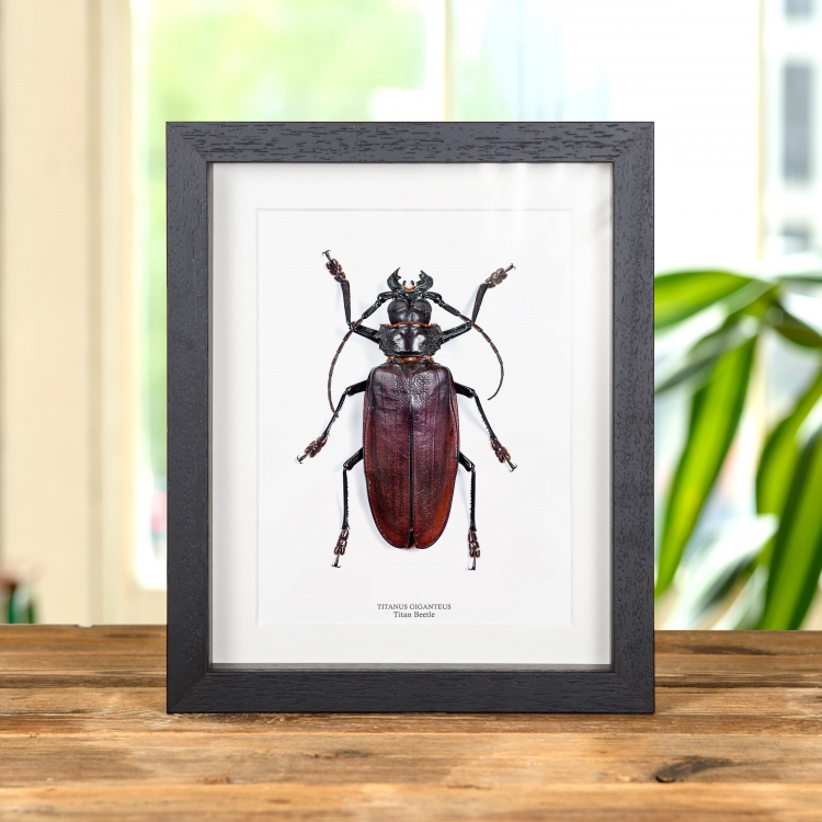 Titan Beetle In Box Frame (Titanus giganteus)