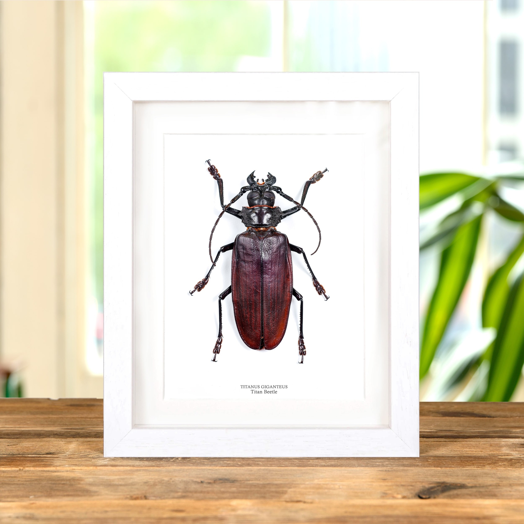 Titan Beetle In Box Frame (Titanus giganteus)