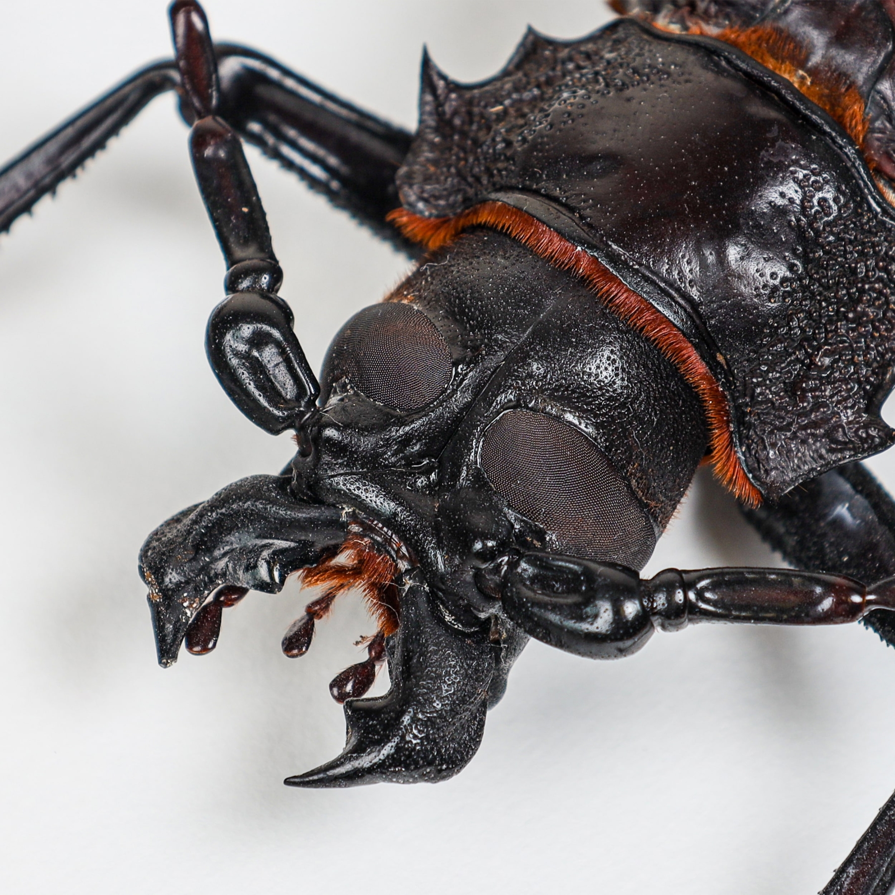 Titan Beetle In Box Frame (Titanus giganteus)