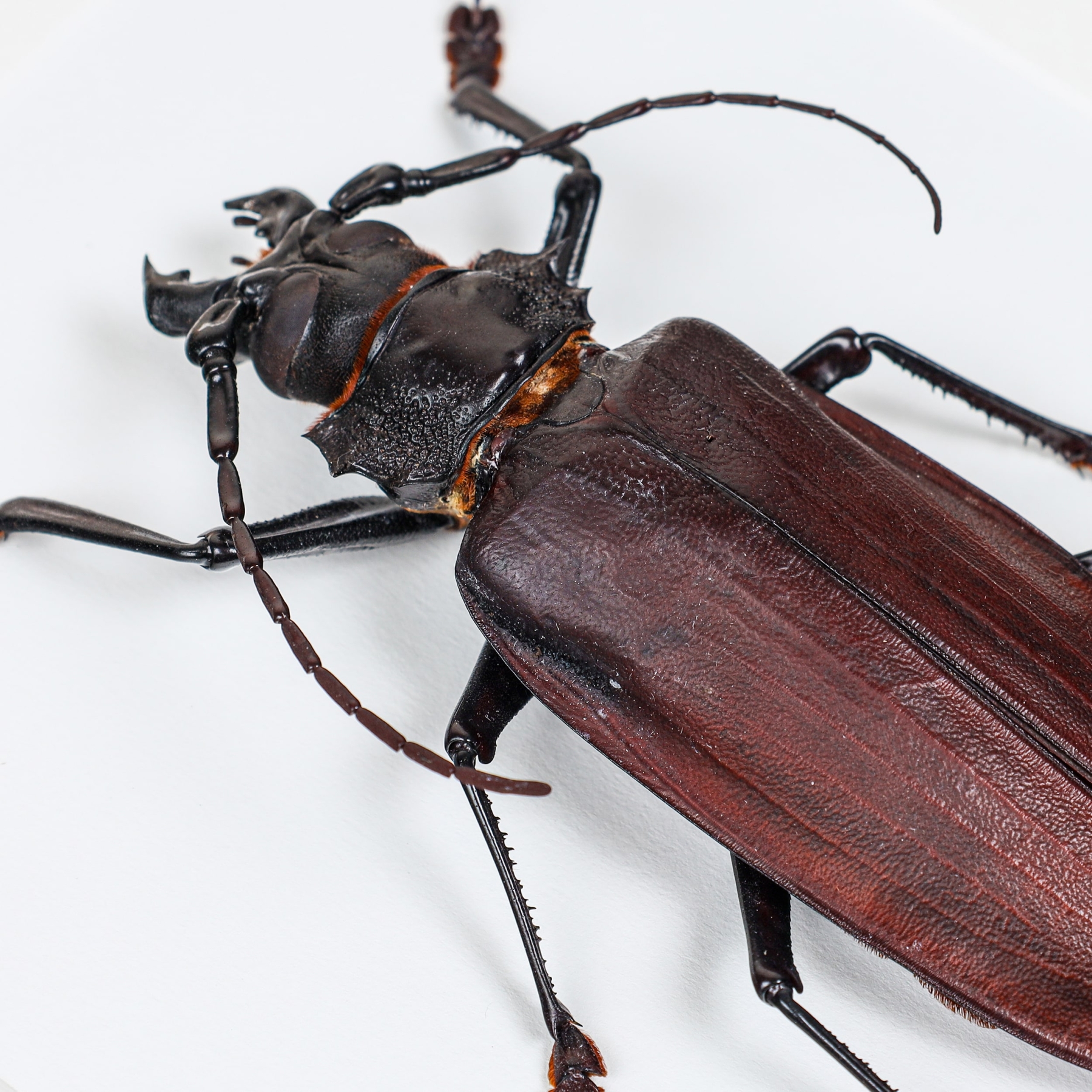 Titan Beetle In Box Frame (Titanus giganteus)