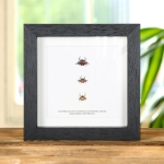 Minibeast Spiny-Backed Orb-weavers In Box Frame (Gasteracantha sp)