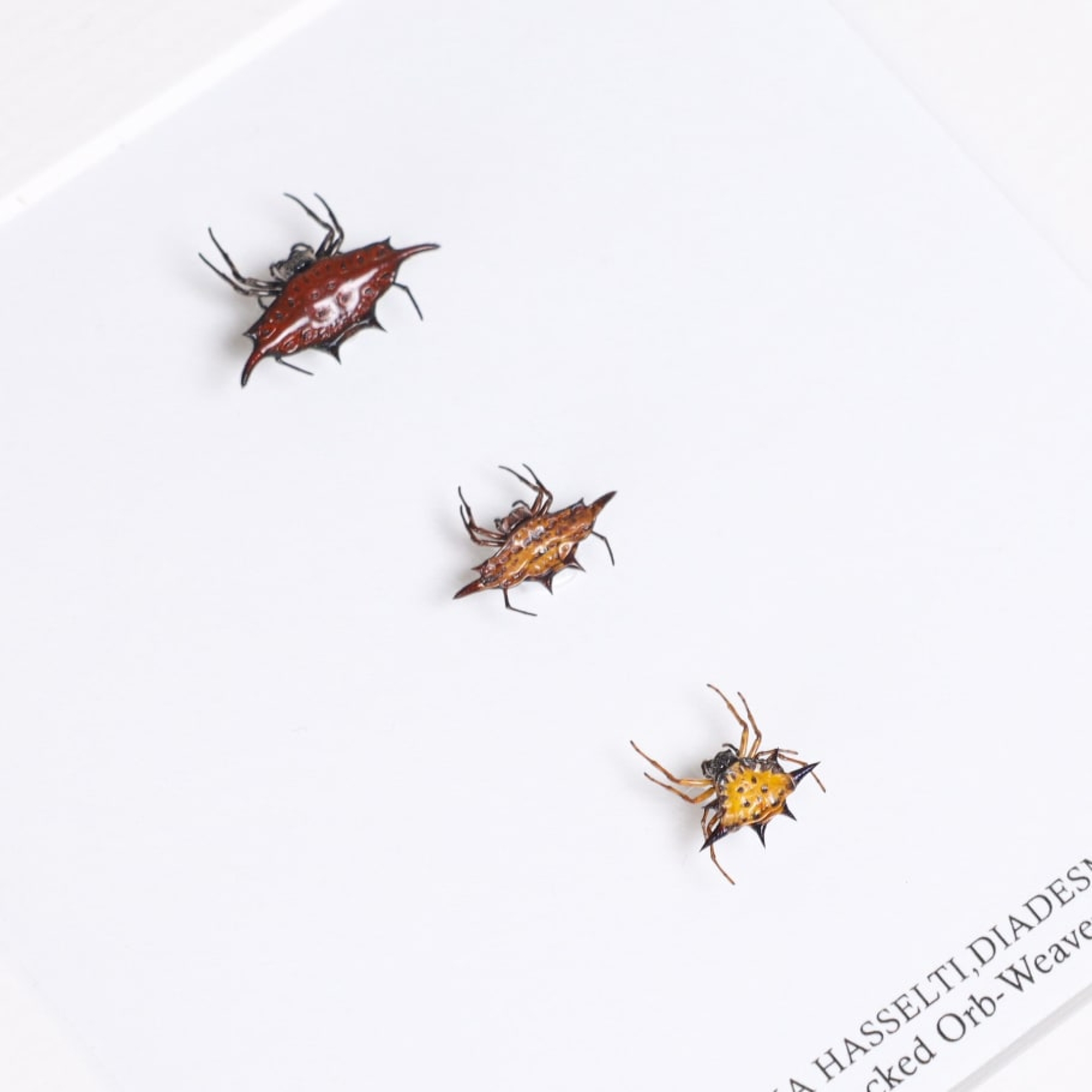 Spiny-Backed Orb-weavers In Box Frame (Gasteracantha sp)