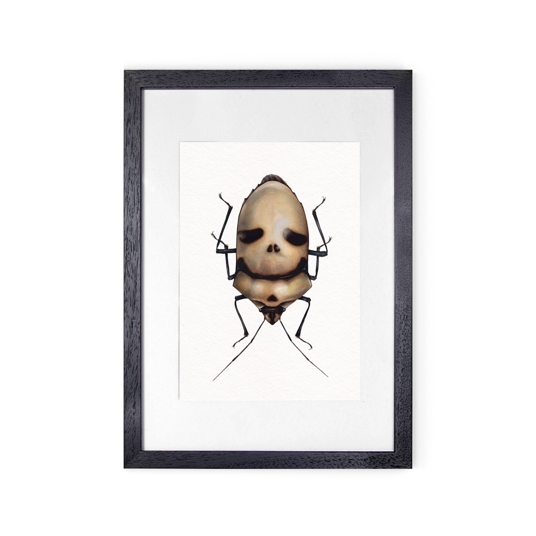 Death Head Bug (Eucorysses grandis) Watercolour Giclée Print