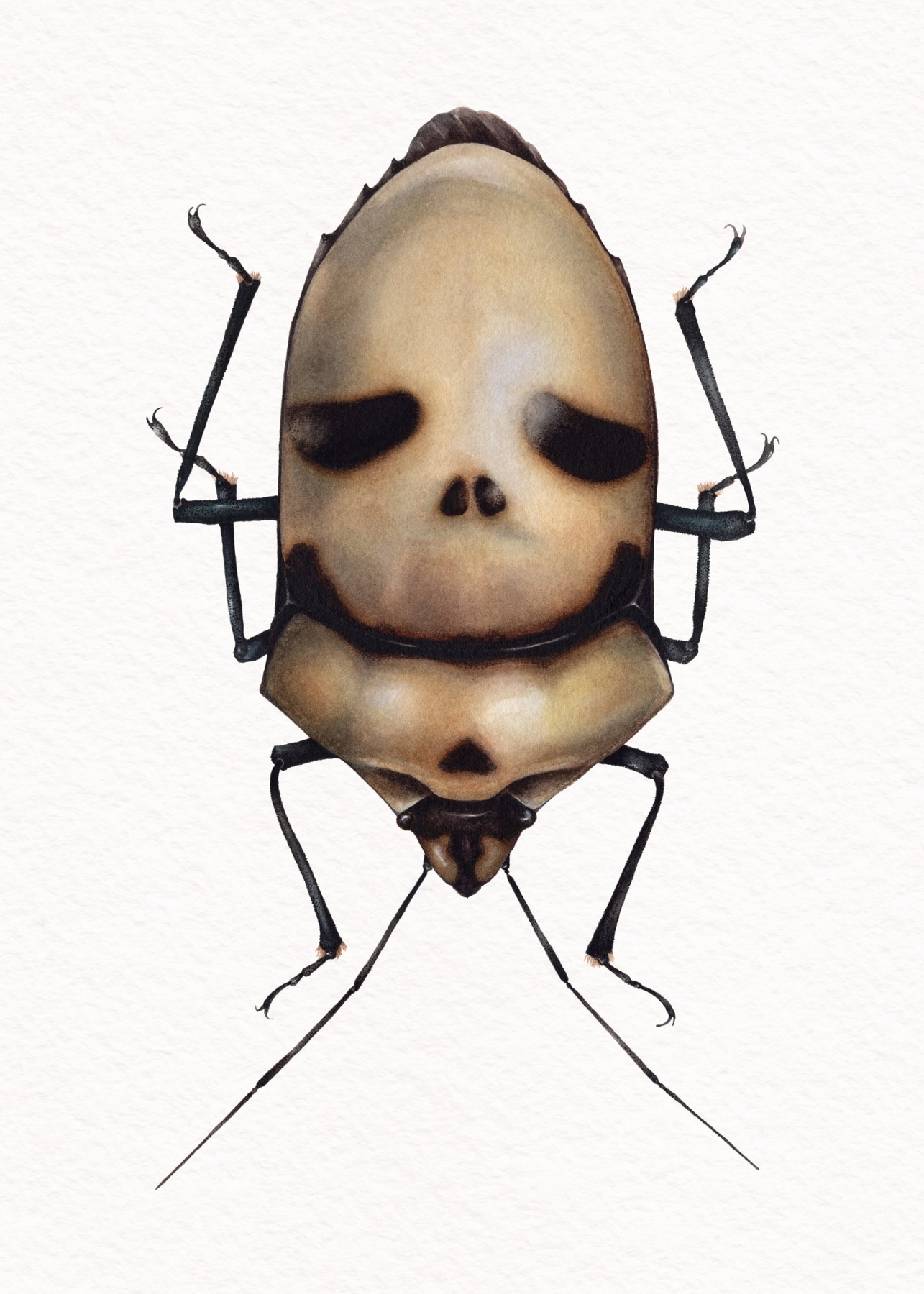 Death Head Bug (Eucorysses grandis) Watercolour Giclée Print