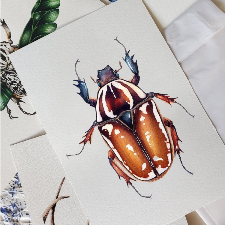 Giant Female African Flower Beetle (Mecynorrhina torquatus ugandensis) Watercolour Giclée Print