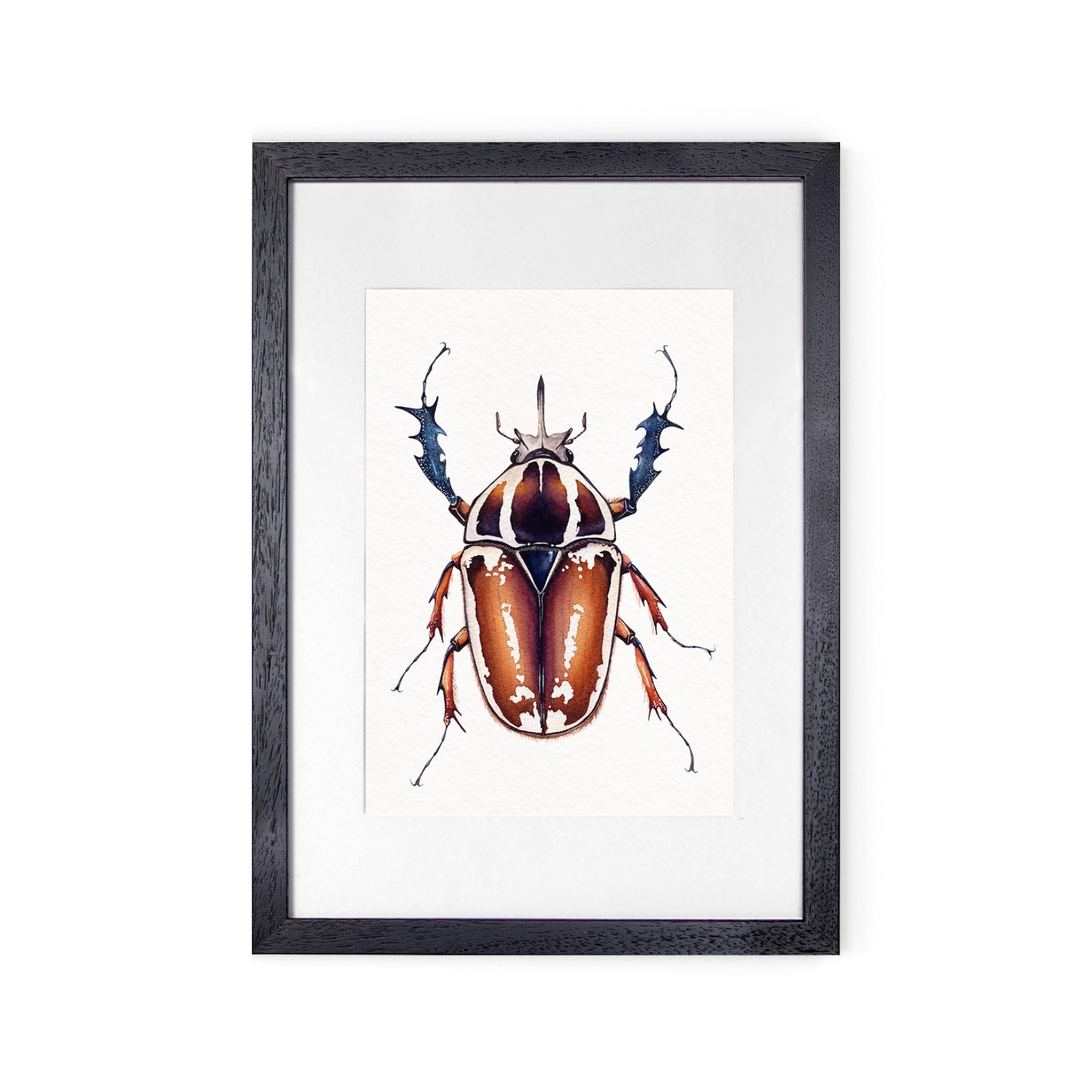 Giant Male African Flower Beetle (Mecynorrhina torquatus ugandensis) Watercolour Giclée Print