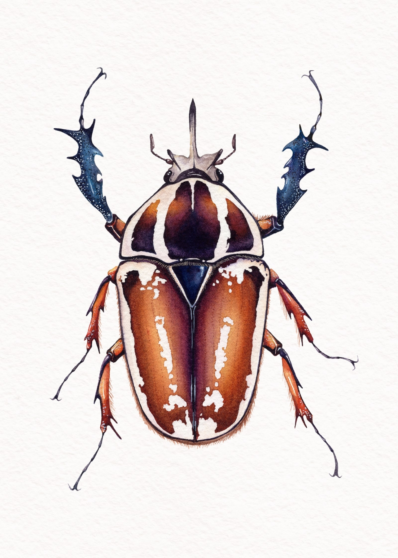 Giant Male African Flower Beetle (Mecynorrhina torquatus ugandensis) Watercolour Giclée Print