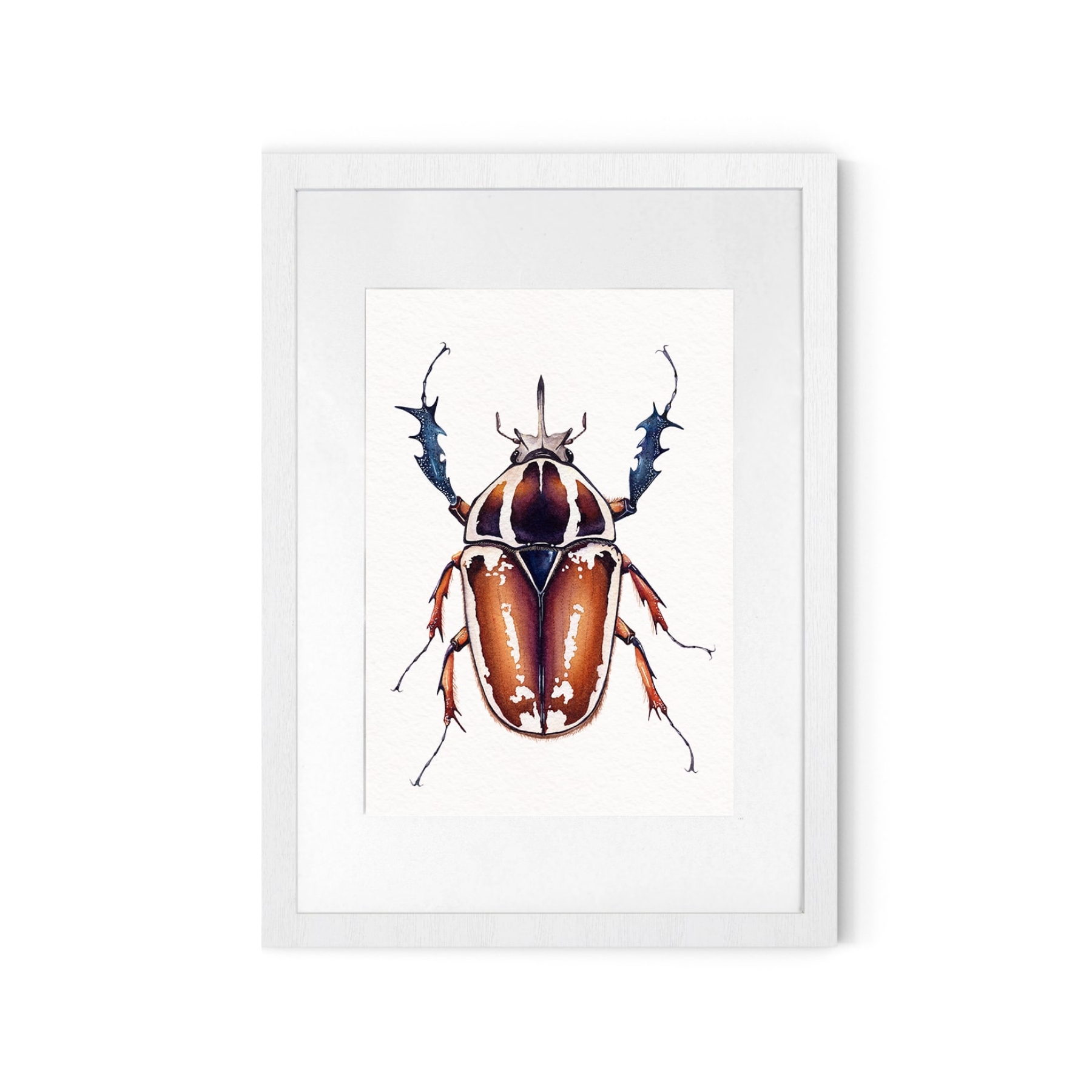 Giant Male African Flower Beetle (Mecynorrhina torquatus ugandensis) Watercolour Giclée Print