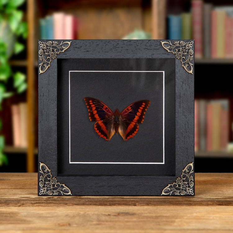 Violet-washed Charaxes In Baroque Style Frame (Charaxes lucretius) Violet-washed Charaxes In Baroque Style Frame (Charaxes lucretius)