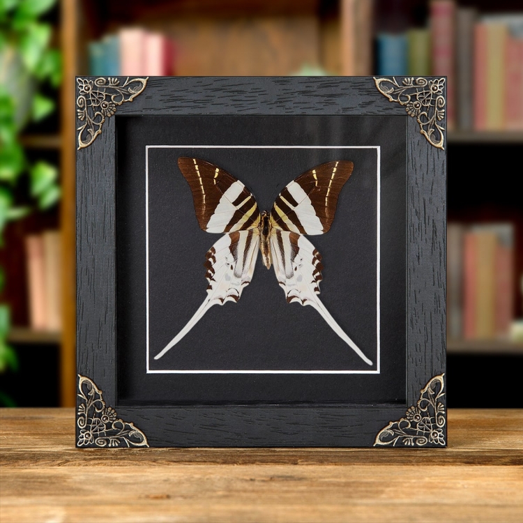 Giant Swordtail Butterfly In Baroque Style Frame (Graphium androcles)