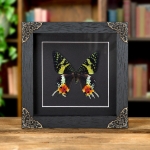 Minibeast Madagascan Sunset Moth In Baroque Style Frame (Chrysiridia rhipheus)