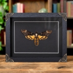 Minibeast XL Death's Head Hawk Moth In Baroque Style Frame