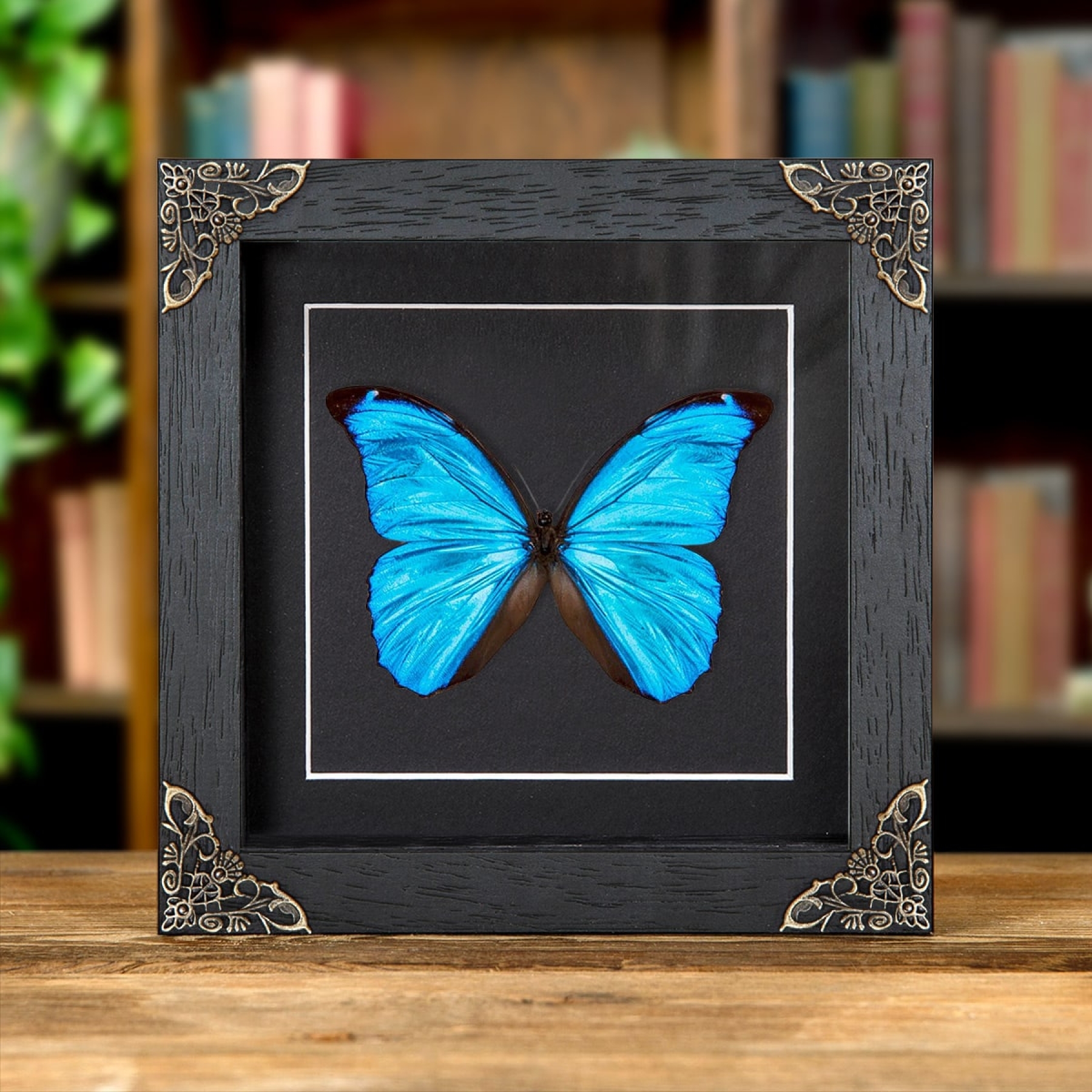 Minibeast Farfalla Morfo Blu Menelao in Cornice Stile Barocco (Morpho menelaus)