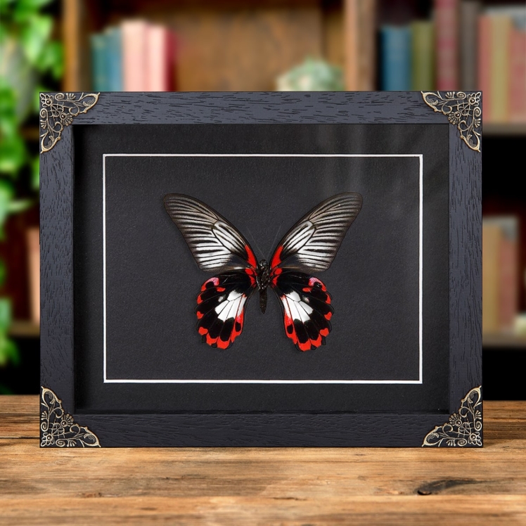 Scarlet Mormon White Form In Baroque Style Frame (Papilio rumanzovia)