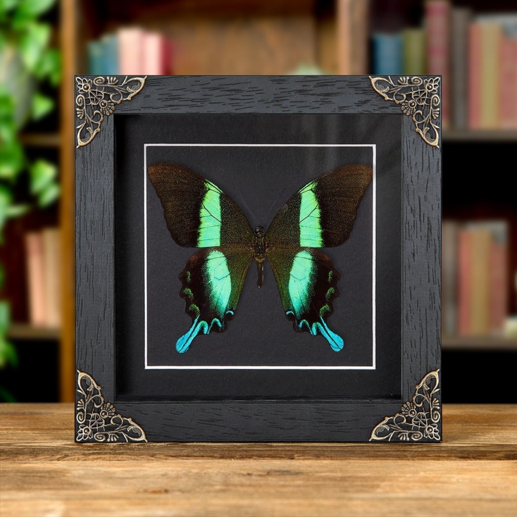 The Peacock Butterfly In Baroque Style Frame
