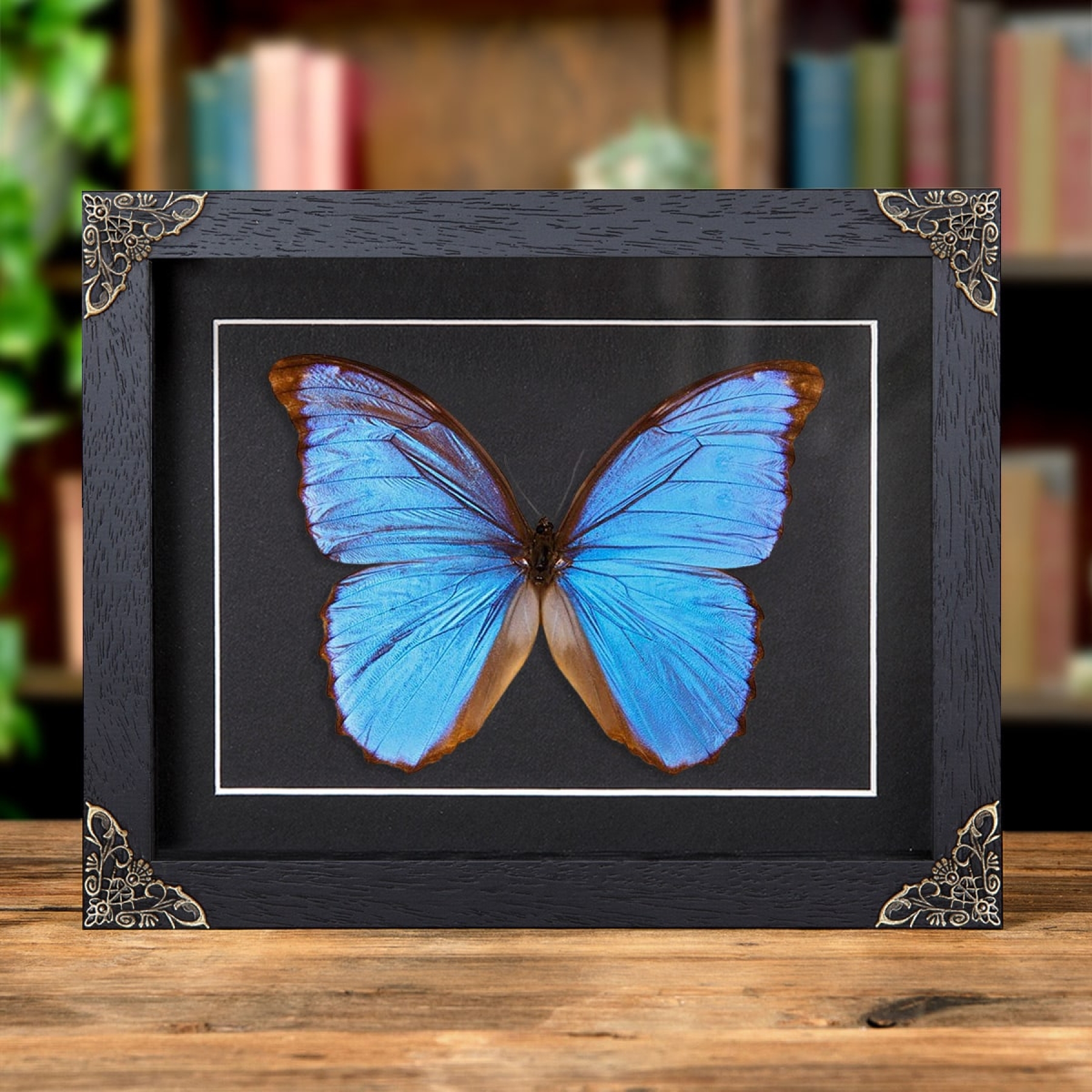 Minibeast Morpho menelaus zischkai Butterfly In Baroque Style Frame
