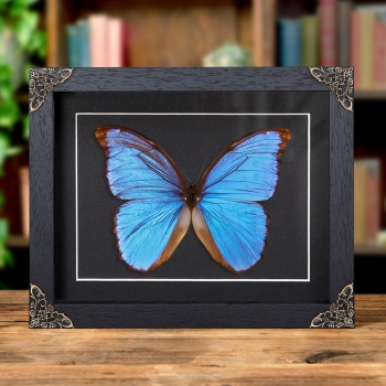 Morpho menelaus zischkai Butterfly In Baroque Style Frame