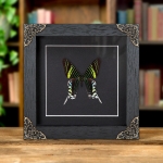 Minibeast Urania Swallowtail Moth In Baroque Style Frame (Urania leilus)
