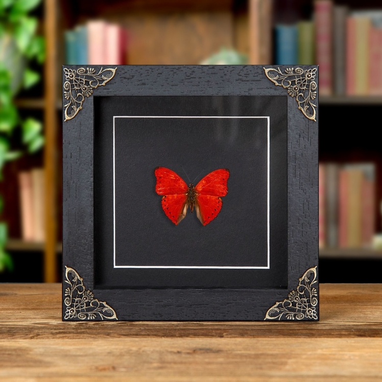 Common Red Glider In Baroque Style Frame (Cymothoe coccinata) Common Red Glider In Baroque Style Frame (Cymothoe coccinata)