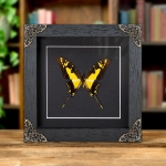 Minibeast Yellow Swordtail Butterfly In Baroque Style Frame (Eurytides thyastes thyastinus)