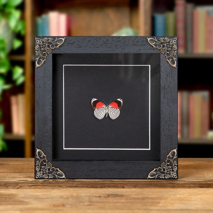 Cramer’s Eighty-Eight Butterfly In Baroque Style Frame (Diaethria neglecta)