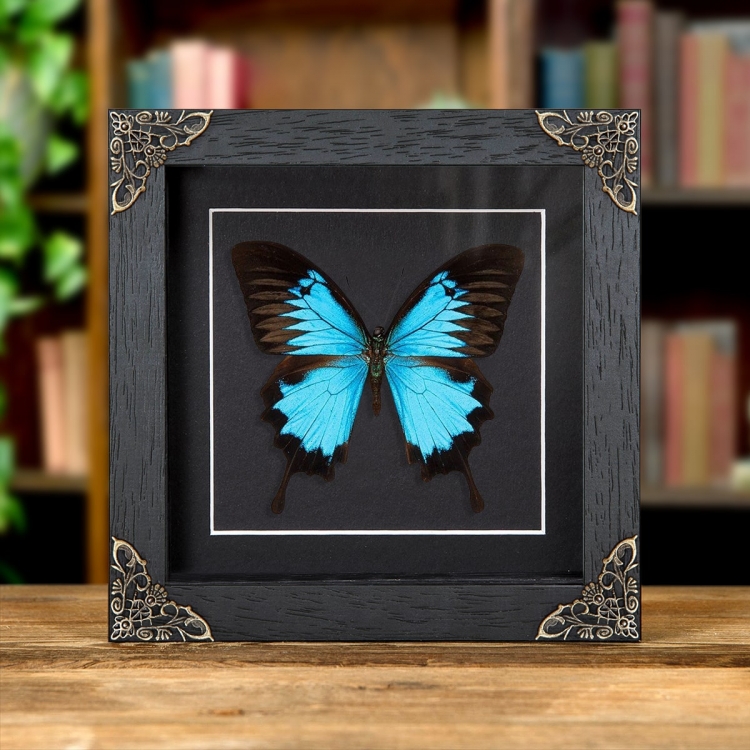 Mountain Blue Swallowtail In Baroque Style Frame