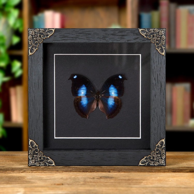 Great Blue Moonset Butterfly In Baroque Style Frame (Napeocles jucunda) Great Blue Moonset Butterfly In Baroque Style Frame (Napeocles jucunda)
