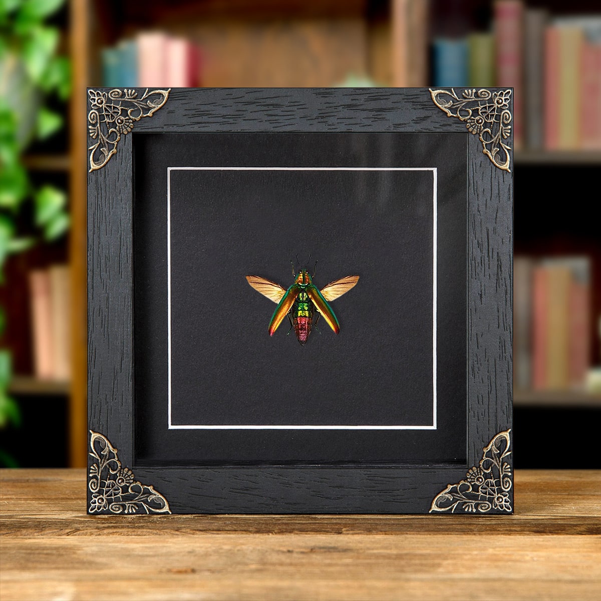 Minibeast Jember Jewel Beetle in Baroque Style Frame (Chrysochroa fulminans jember)