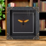 Minibeast Large Pepsine Spider Wasp In Baroque Style Frame (Hemipepsis sp)