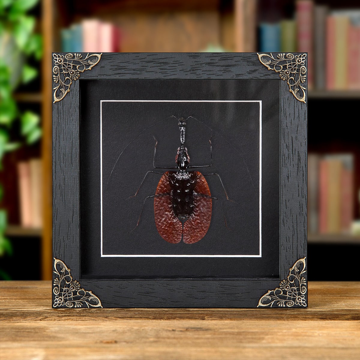 Minibeast Violin Beetle in Baroque Style Frame (Mormolyce phyllodes)