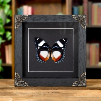 Madagascar Diadem Butterfly In Baroque Style Frame