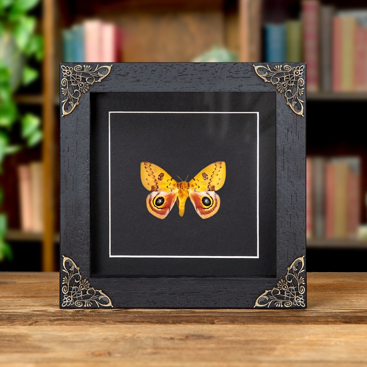 Minibeast Male Io Moth in Baroque Style Box Frame