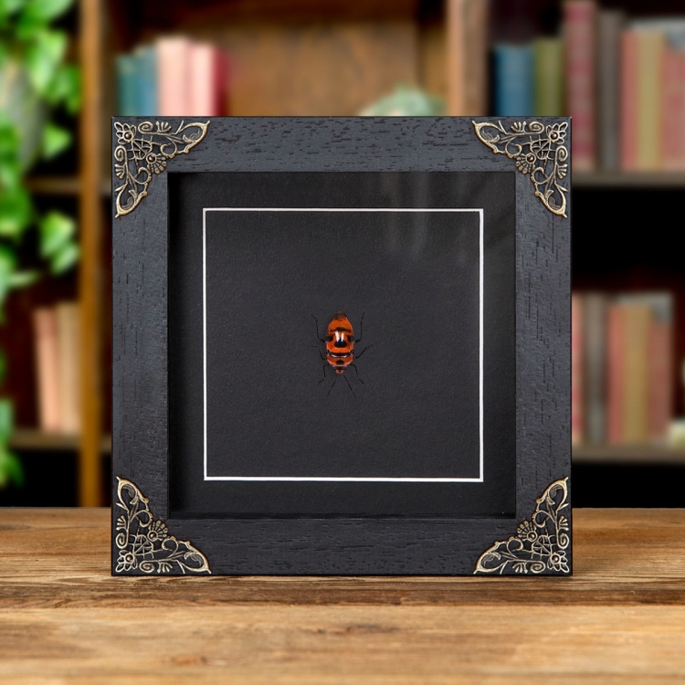 Clown Face Bug In Baroque Style Frame (Eucorysses javanus)