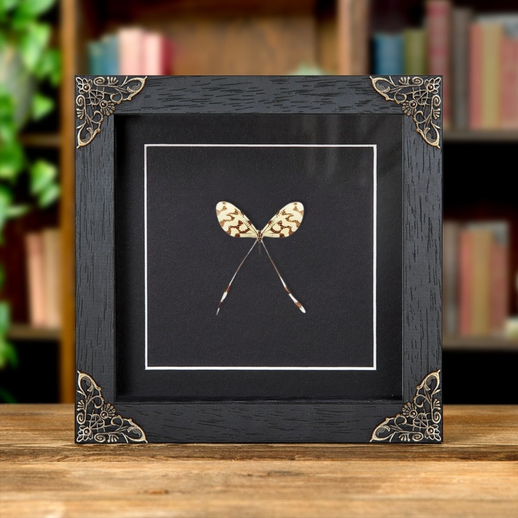 Spoon-winged Lacewing In Baroque Style Frame (Nemoptera sinuata)