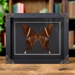 Minibeast Swallowtail Moth In Baroque Style Frame (Lyssa patroclus)