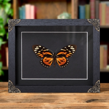 The Tiger Butterfly In Baroque Style Frame (Papilio zagreus)