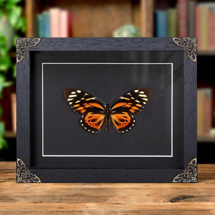 The Tiger Butterfly In Baroque Style Frame (Papilio zagreus) The Tiger Butterfly In Baroque Style Frame (Papilio zagreus)